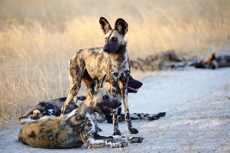 Afrikanische Wildhunde im Moremi Game Reserve in Botswana. Das Tier vorne hat ein GPS-Halsband, das die zurückgelegten Wege während der Abwanderung registriert. 