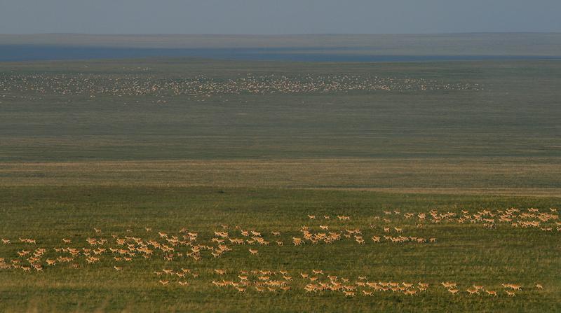 Herden mongolischer Gazellen durchziehen die mongolische Graslandschaft.  