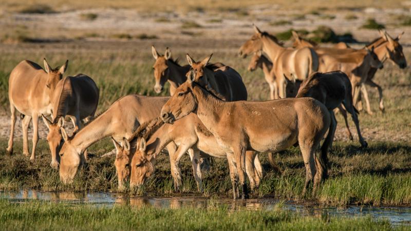 Wandern auch: Mongolische Wildesel an einem Wasserloch. Der detaillierten Kartierung ihrer ausgedehnten Wanderungen ist es zu verdanken, dass ihr Schutzgebiet beträchtlich vergrößert wurde. 