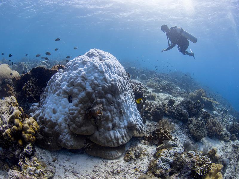 Eine ausgebleichte riffbildende Koralle der Gattung Porites. Diese Korallenart sind wichtige Erbauer der meisten Riffe im ganzen Indopazifischen Raum.