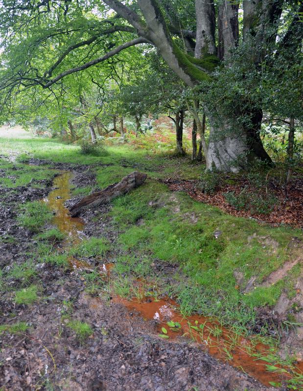 Leakage of iron-rich groundwater in a cattle pasture. The red colour comes from a mixture of oxidised iron and carbon compounds, which are highly reactive redox phases.