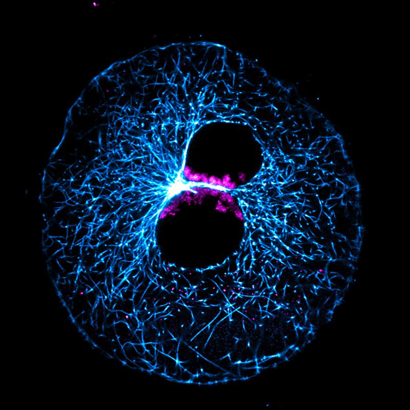 Eine Rinder-Eizelle kurz nach der Befruchtung: Das väterliche und mütterliche Erbgut liegt getrennt in zwei Vorkernen. Bevor es sich vereinigt, sammeln sich die Chromosomen (magenta) an der Kontaktfläche der Vorkerne. Das Zellskelett ist blau gefärbt. 