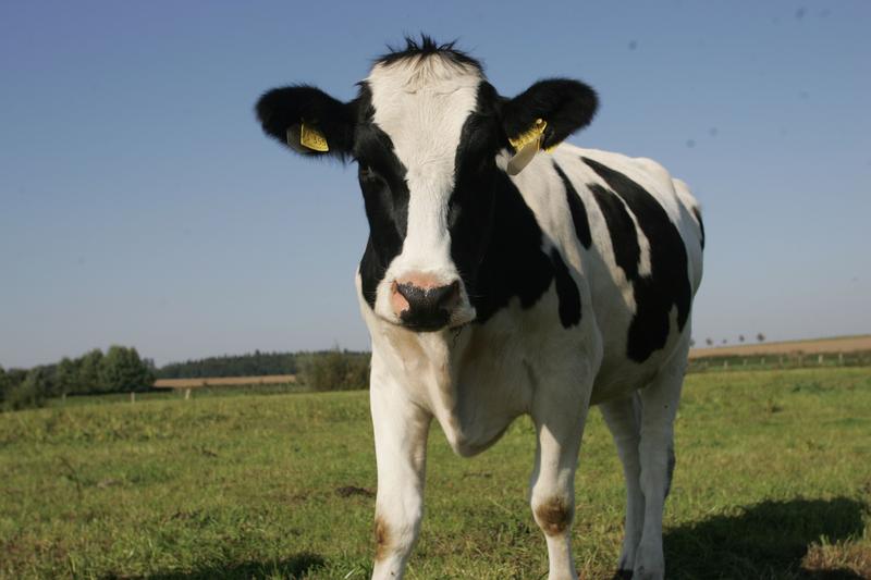 Kuh auf der Weide - Das Projekt stellt das Wohlbefinden der Tiere in den Mittelpunkt.
