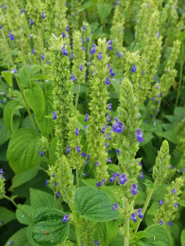 Die blau blühende Chia-Pflanze ist im Spätsommer auch eine ideale Bienenweide.