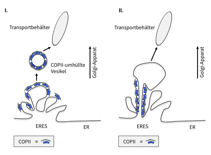 Schema des bisherigen (I.) und des neuen Modells (II.) der Transportvorgänge am endoplasmatischen Retikulum (ER). Links: COPII-umhüllte Transportvesikel verlassen das ER. Rechts: COPII hilft stationär bei der Sortierung und Verpackung der Protein-Fracht.