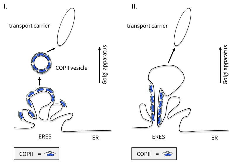 Schematic of the previous (I.) and the new model (II.) of transport processes at the endoplasmic reticulum (ER). Left: COPII-coated transport vesicles leaving the ER. Right: COPII helps to sort and package protein cargo in a stationary manner.