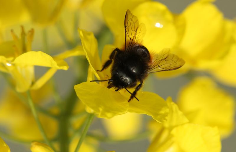 Osmia (Mauerbiene) auf einer Rapsblüte.