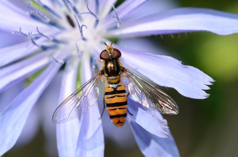 Die Schwebfliege Episyrphus balteatus ist eine der häufigsten Arten in Baden-Württemberg.