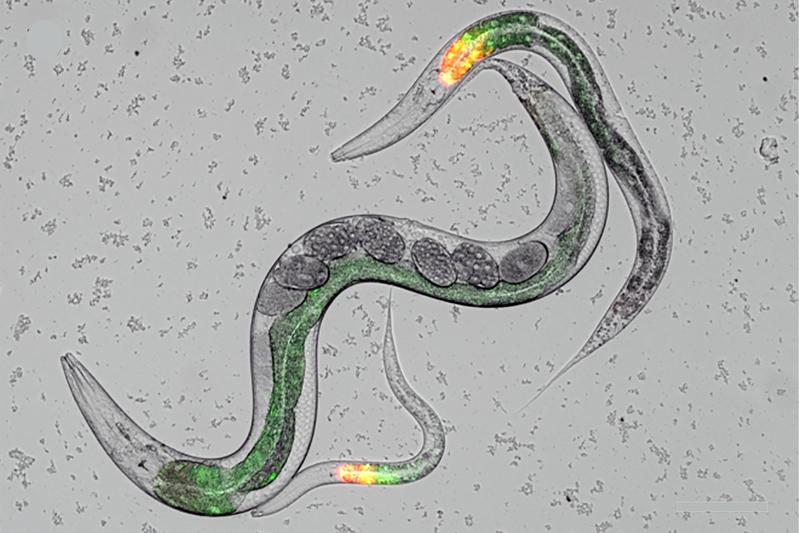  In einer mikroskopischen Aufnahme des Fadenwurms ist die Expression von zwei clec Genen im Darm in grüner und roter Fluoreszenz markiert.