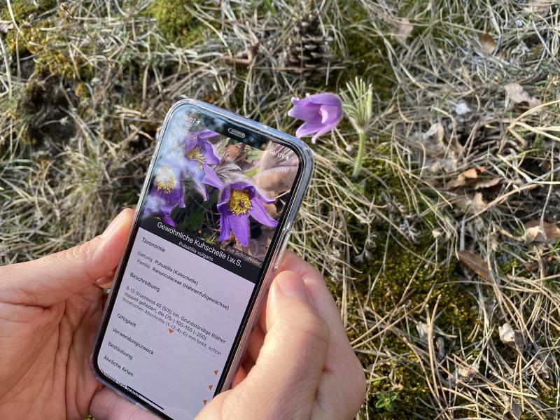 Die App Flora Incognita kann unbekannte Pflanzen bestimmen. Mithilfe der Standortdaten der erfassten Pflanzenarten entstehen außerdem wertvolle Datensätze.