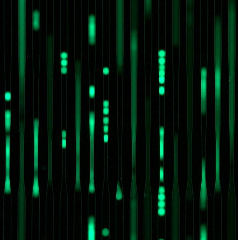 Fluorescent soft beads passing through the narrowing channels of a biochip.