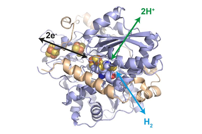 In its active center an iron-sulfur cluster catalyzes the oxidation of hydrogen to protons as well as the reduction of protons to hydrogen. Additional iron-sulfur clusters of the hydrogenase enable the electron transfer to the surrounding polymer.