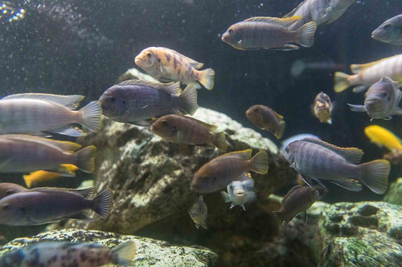 Das Süßwasseraquarium des Hofer Zoos wird zu einer Aquaponik-Anlage umgebaut;
