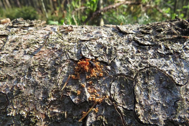 Buchdrucker erzeugen bei der Brutanlage viel Bohrmehl. Frische Bohrmehlhäufchen auf liegenden, besonnten Stämmen markieren im Frühjahr den Beginn des ersten Schwärmflugs.