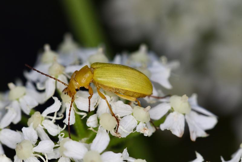 Der Schwefelkäfer (Cteniopus sulphureus) ernährt sich von Pollen verschiedener Pflanzen. 