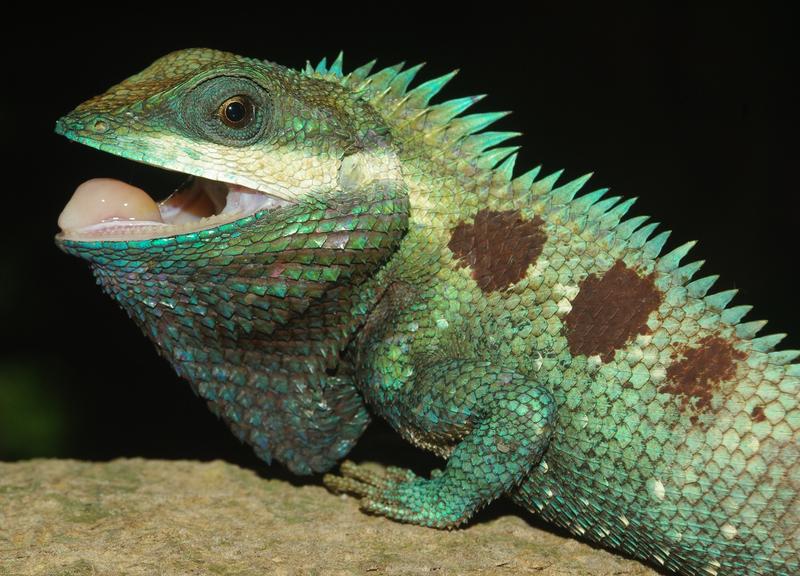 The new species Calotes goetzi is shown here in spectacular green with brown dots. 