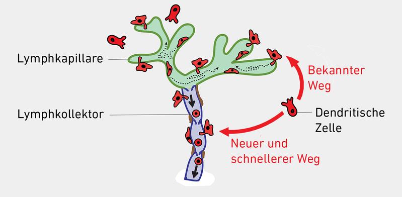 Schema dentritische Zelle und Lymphkollektoren