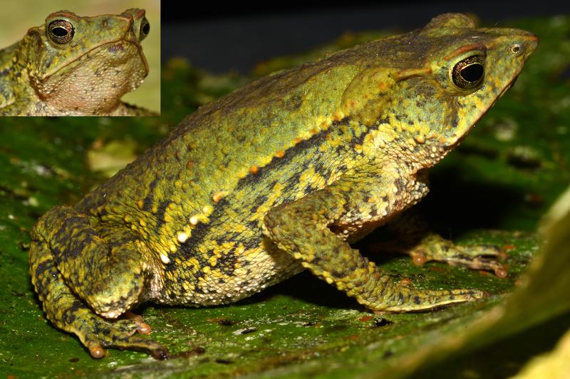 Nasenkröte, Rhinella chullachaki