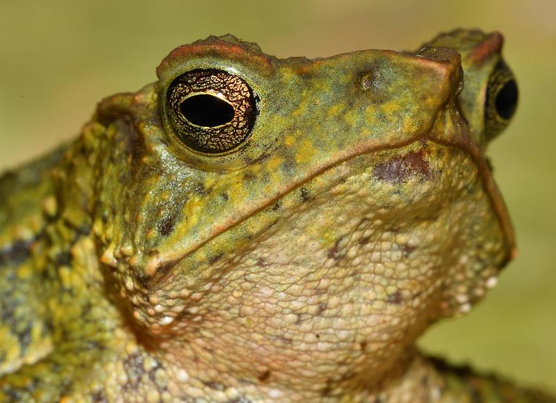 Nasenkröte, Rhinella chullachaki