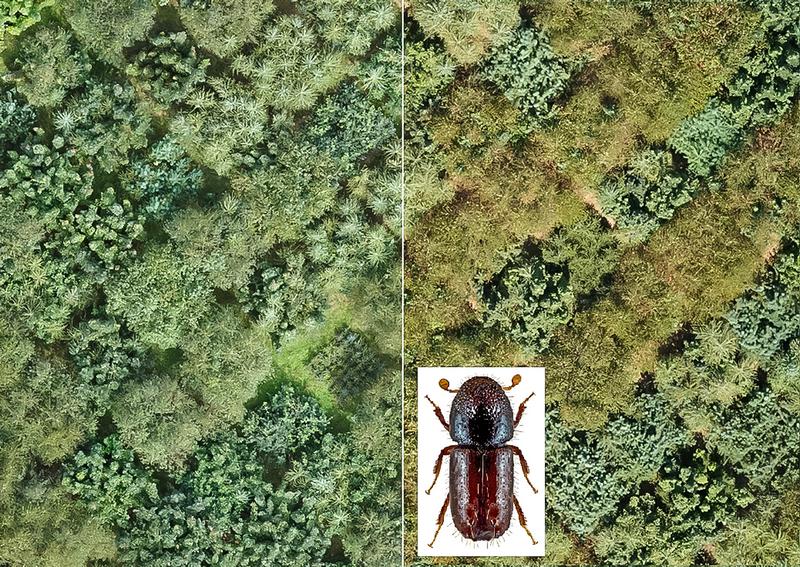  Luftaufnahme vom Baumdiversitätsexperiment IDENT bei Freiburg vor (links) und nach (rechts) der Trockenheit und dem Borkenkäferbefall im Jahr 2018. 