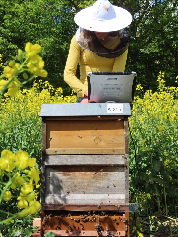 Das batteriebetriebene Gerät übermittelt die Daten an einen Rechner. Infos über einen akuten Bienennotfall können Imkerinnen und Imker dadurch in Echtzeit erhalten – selbst wenn sie gerade kilometerweit entfernt sind.