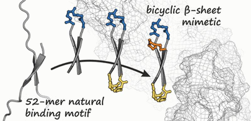 Bizyklische Protein-Mimetika inhibieren das Onkogen β-Catenin