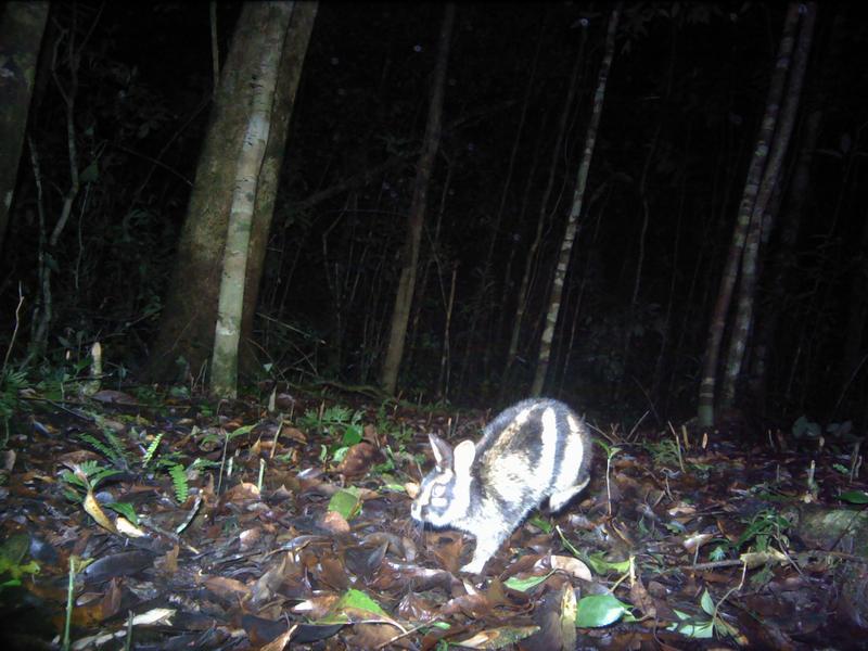 Annamite striped rabbit in Biduop-Nui Ba NP Vietnam 