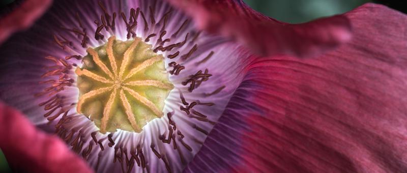 Blüte und Samenkapsel des Schlafmohns.