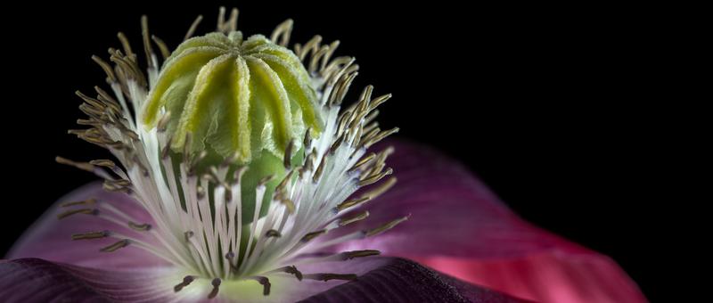 Blüte und Samenkapsel des Schlafmohns.