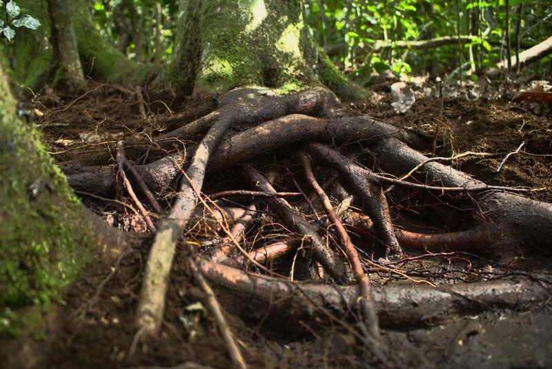 Mangrove roots