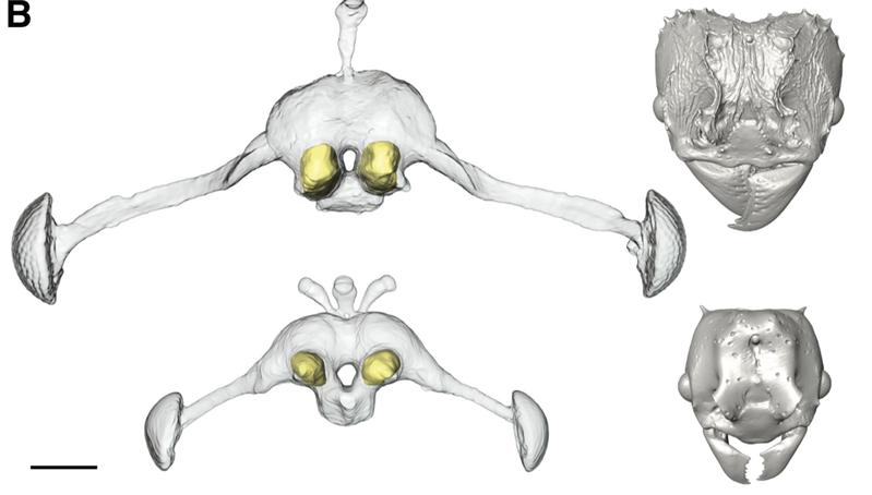 Dreidimensionale Aufnahmen der Gehirne und Kopfe der Wirtsameise A. heyeri (oben) und der sozialparasitären Art P. argentina. Gelb markiert sind die Geruchsrezeptoren der Ameisen.