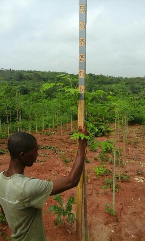 Bewässerung von Moringabäumen mit SLECI in Ghana