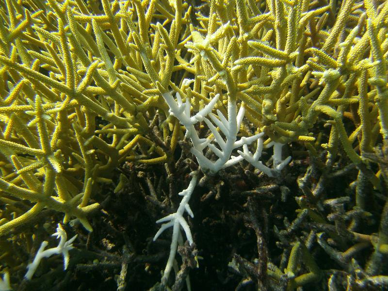 Wie gefährdet sind Korallen in unseren Ozeanen? Um das Risiko abschätzen zu können, untersuchte FAU-Forscherin Nussaïbah Raja Schoob Daten von vor langer Zeit ausgestorbener Arten mit Hilfe künstlicher Intelligenz. (Bild: Wolfgang Kießling)