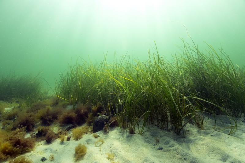 Können spezielle Lebensräume wie Seegraswiesen die Vibrionen-Belastung in Küstennähe auf natürliche Weise senken und kann dieser Effekt durch Umweltgestaltung aktiv unterstützt werden? Dieser Frage geht das internationale Verbundprojekt BaltVib nach.