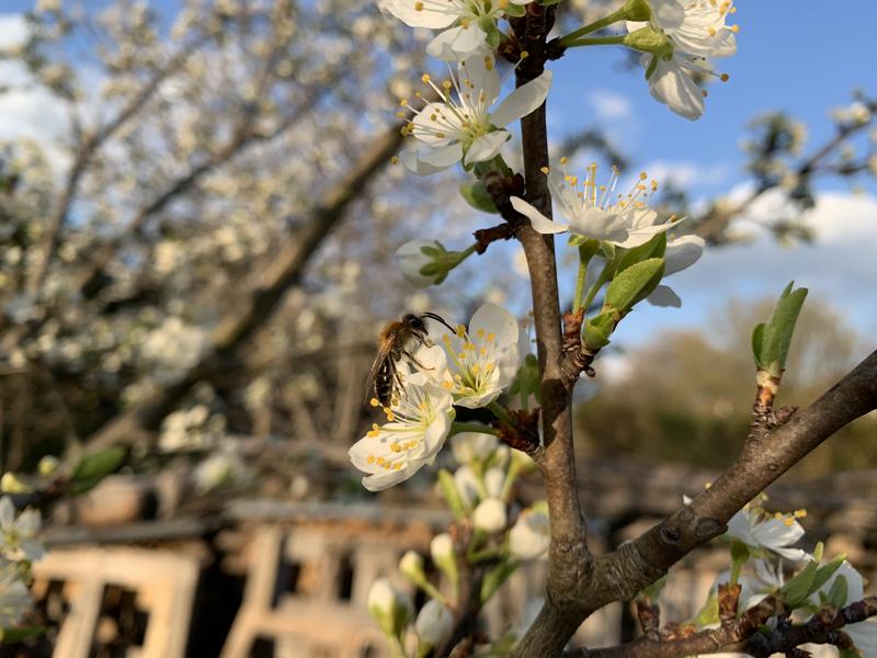 Wildbienen-Männchen - Gattung Sandbienen auf Marillenbaumblüte