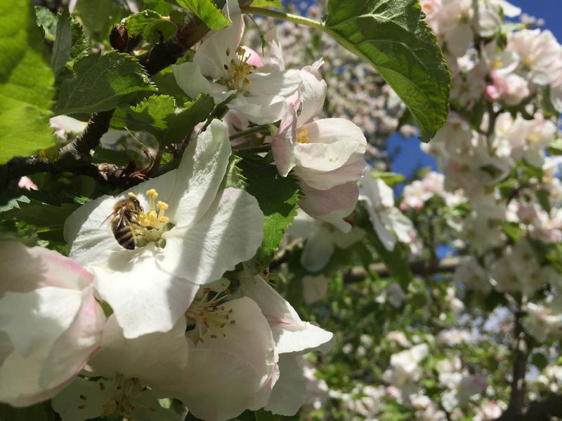 Honigbiene auf Apfelbaumblüte