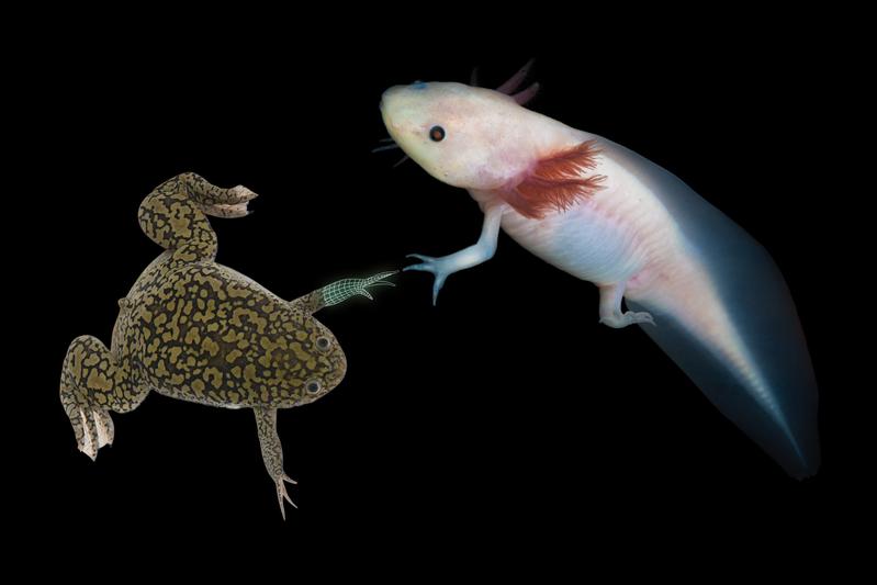 The African clawed frog (Xenopus laevis) and the axolotl (Ambystoma mexicanum)