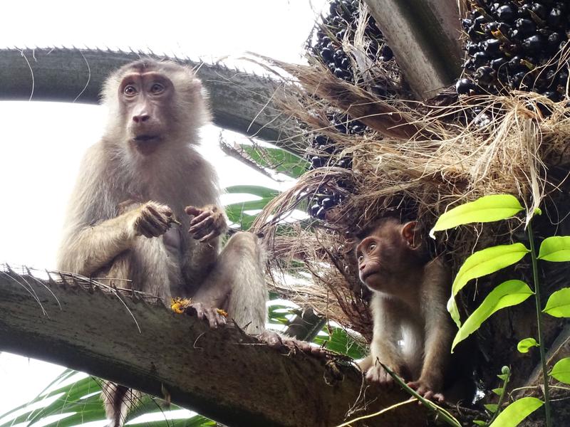 Mother with offspring in the plantation. 