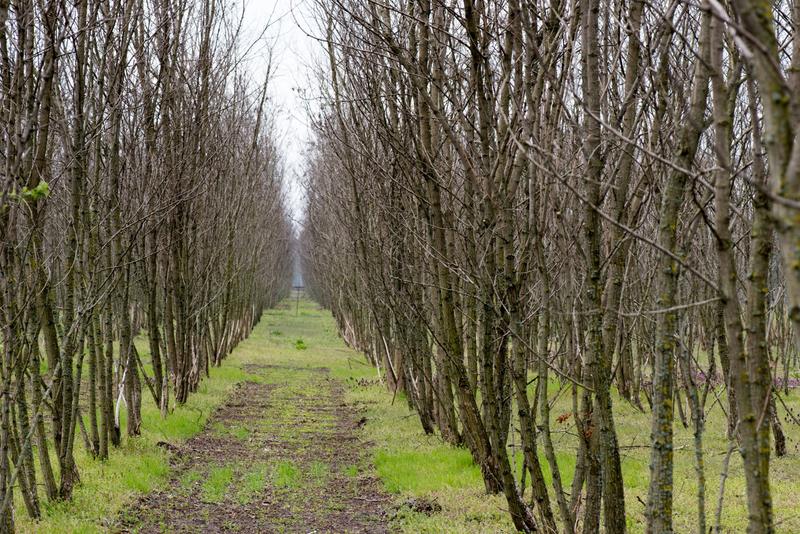 Der Anbau von Kräutern wie Kresse und von Bäumen wie Pappeln auf einer Agroforstfläche in Peickwitz bei Senftenberg ermöglicht eine nachhaltige Mehrfachnutzung des Bodens.