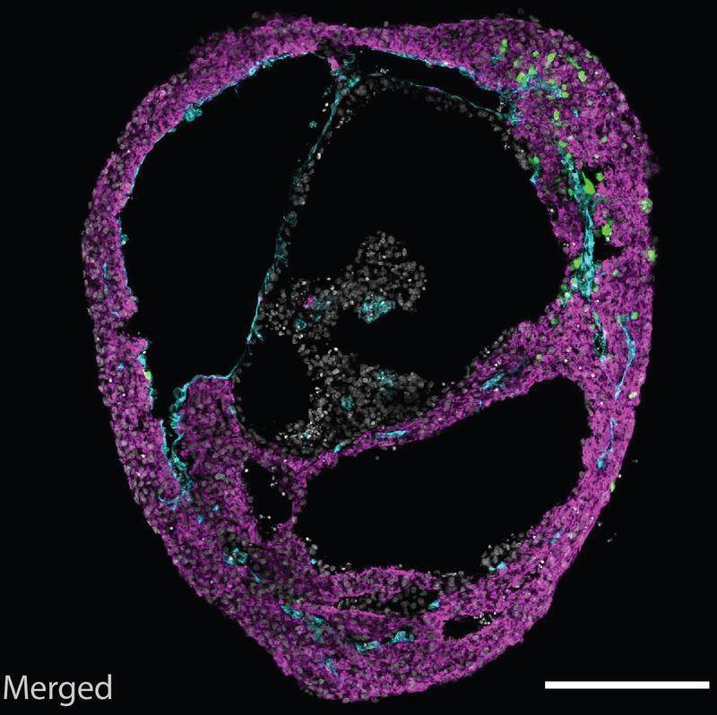 Mikroskopiebild eines selbstorganisierenden Herz-Organoids.