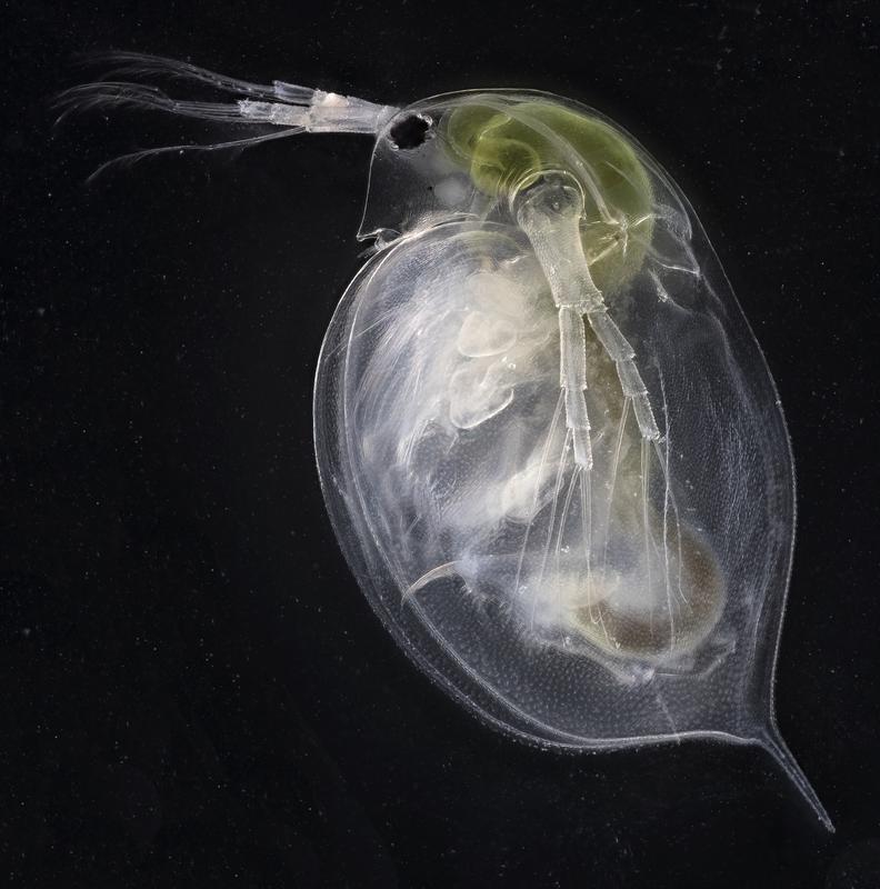Foto eines Planktonkrebses, des großen Wasserflohs Daphnia magna, der sich mithilfe seiner langen Antennen im Wasser fortbewegt, während er mit den unter dem Panzer versteckten Filterbeinen das Wasser von Algen und Wasserbakterien reinigt. 