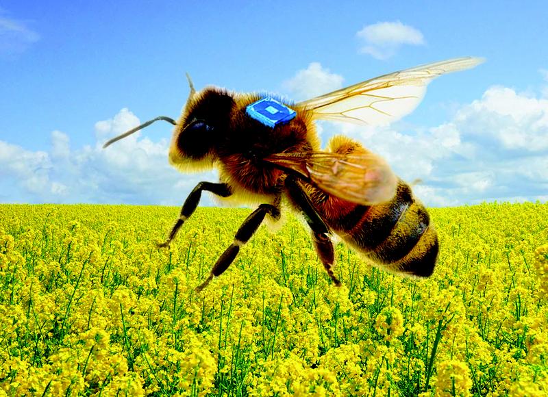 Konzept eines bienengetragenen RFID-Sensors, der unterstützt durch eine miniaturisierte Batterie des Fraunhofer IZMs die Forschung zur Bienengesundheit vorantreiben soll.