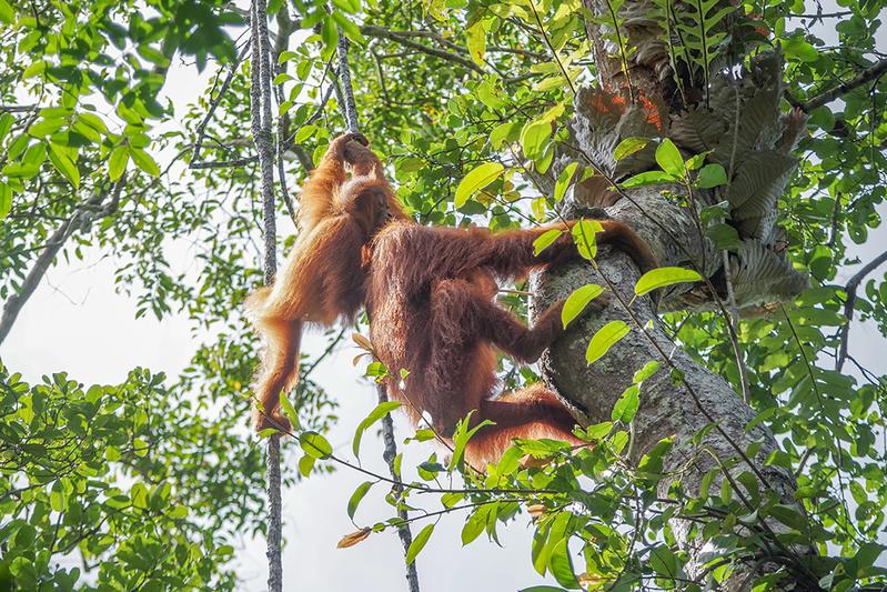 Soziales Lernen nimmt bei den semi-solitären Orang-Utans eine zentrale Rolle in der Entwicklung ein. 