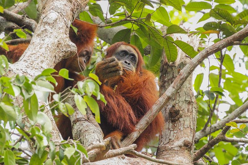 Different role models: Females develop a similar feeding pattern to their mothers, while males extend it. 