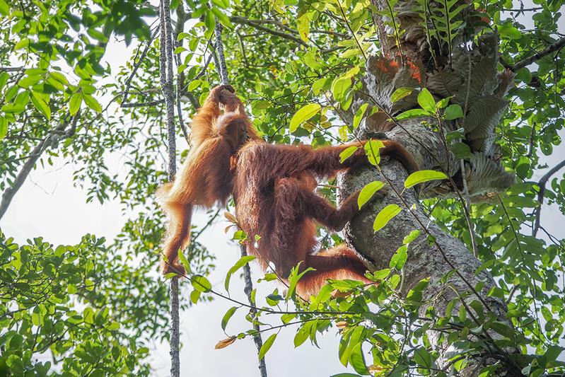 Social learning takes a central role in the development of semi-solitary orangutans. 