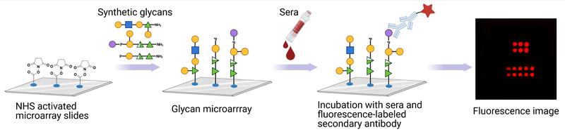 Synthetisierte Oligosaccharide auf Microarray-Objektträgern, zus. mit nicht  verwandten synthetischen Glykanen zur Kontrolle. Zugabe von Seren von infizierten Schweinen,  Nachweis von Antikörpern mit fluoreszenzmarkierten Sekundärantikörpern.