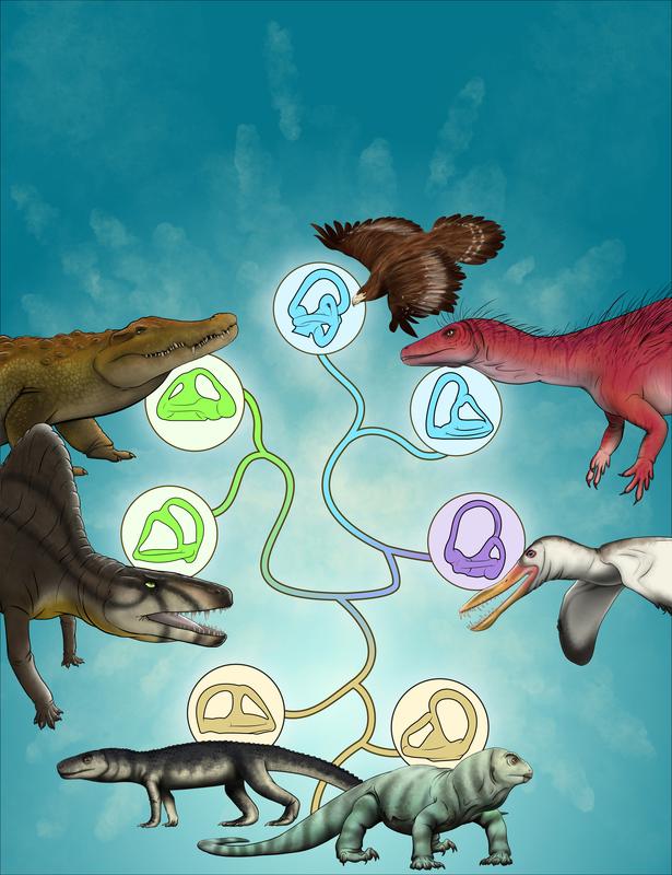 Illustration verschiedener Tiere, die in dieser Studie analysiert wurden und ihre jeweiligen Bogengänge. 