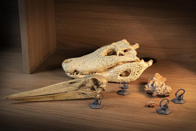 Schädel eines Vogels, eines Kaimans, eines Dinosauriers und eines Lagerpetiden (naher Verwandter der Flugsaurier) sowie nicht maßstabsgetreu rekonstruierte Bogengänge.
