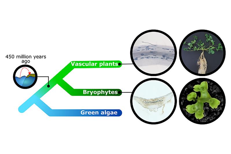 Vaskuläre und nicht-vaskuläre Pflanzen formen Symbiosen mit Pilzen. Kreise links: Pilz (blau) in einer abgeschnittenen Luzerne-Wurzel (oben) oder einem Thallus von M. paleacea (unten). Kreise rechts: Stumpfblättrige Luzerne (oben), M. paleacea (unten).