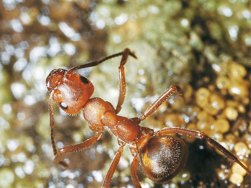 Waldameise beim Reinigen ihrer Fühler. 